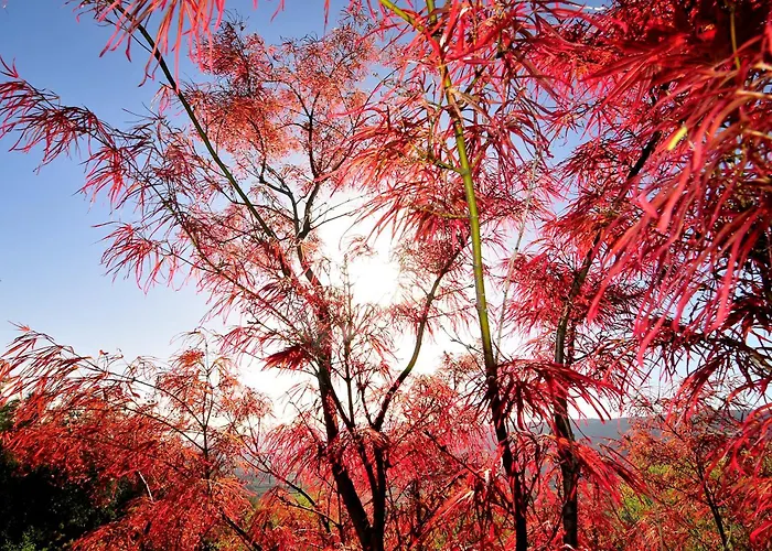 מלון Convento De